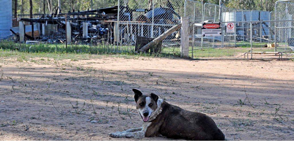 Donna’s dog Harley watches over the wreckage of the house. Donna’s dog Harley watches over the wreckage of the house.